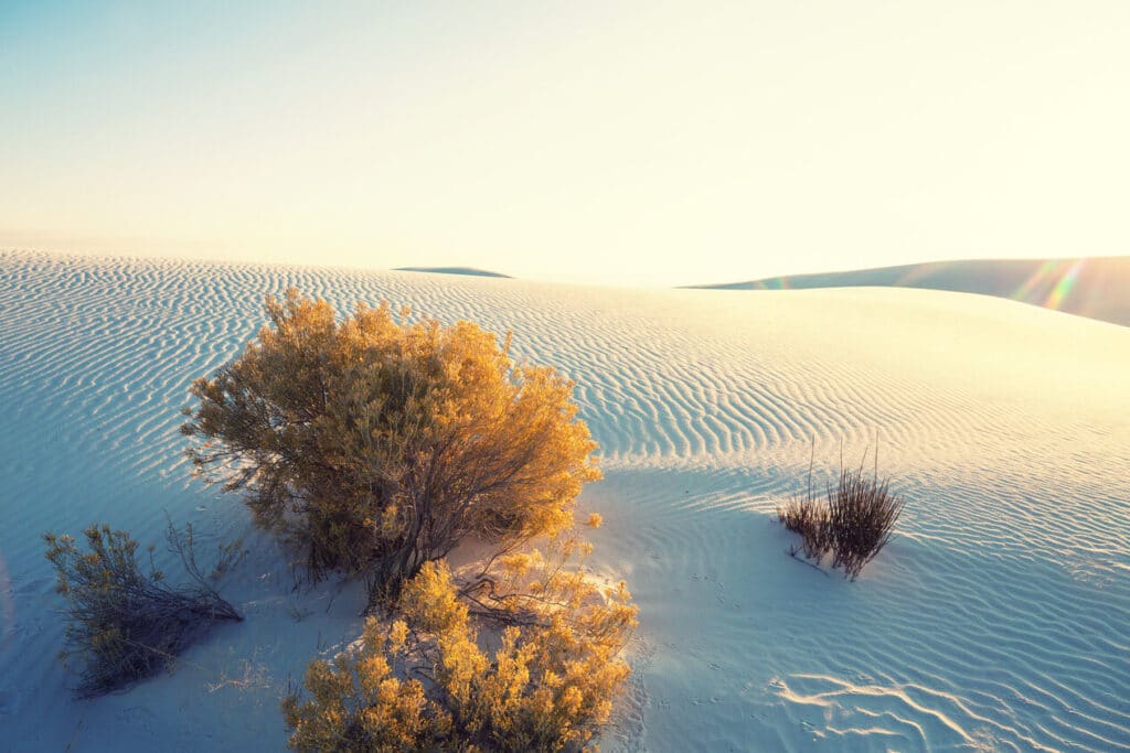 white sands