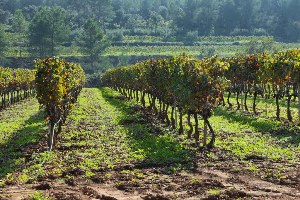 La Batalla de Vino de Haro