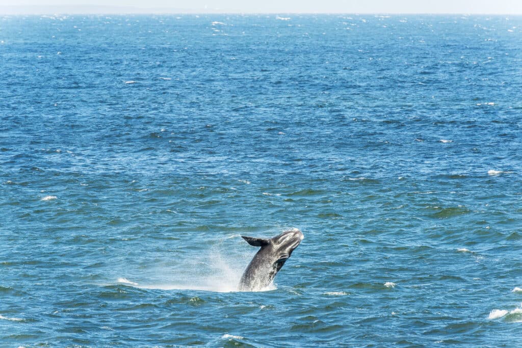 hermanus whale festival