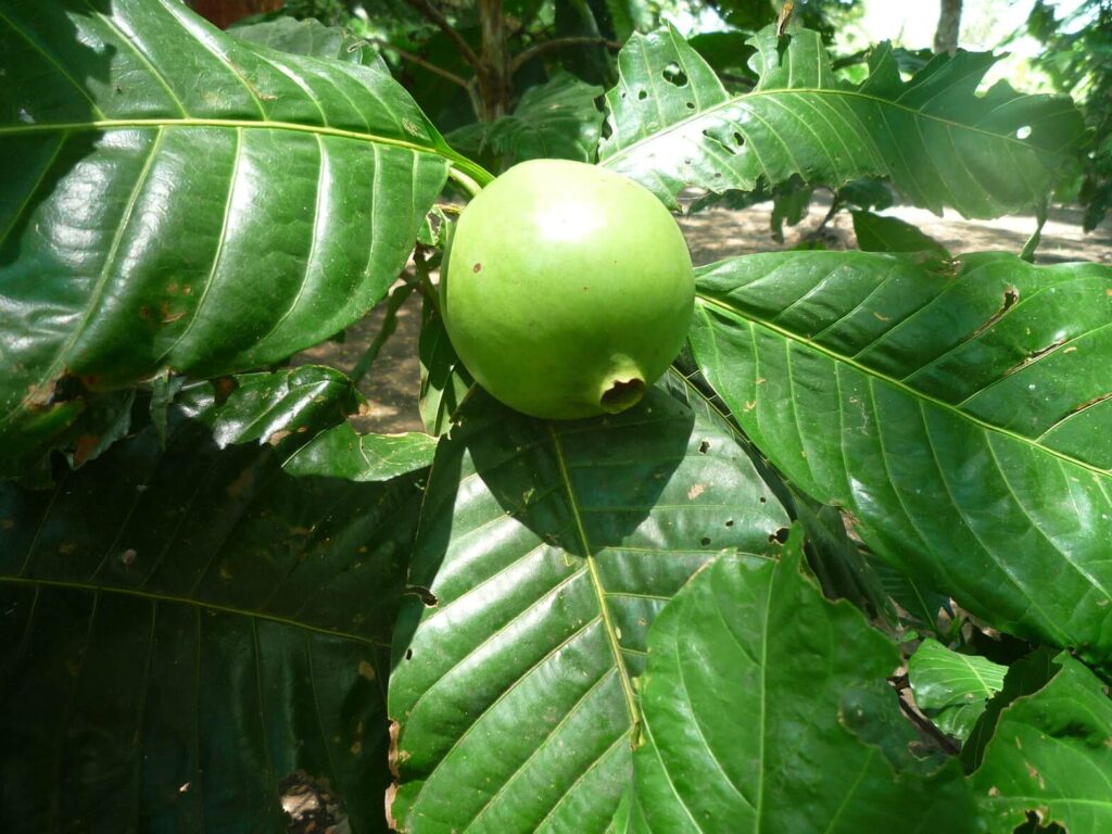 Borojo exotic south american fruits