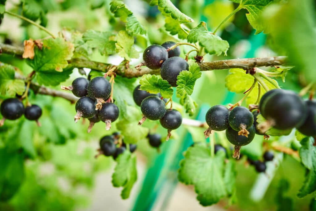 black-currant-on-best exotic fruits