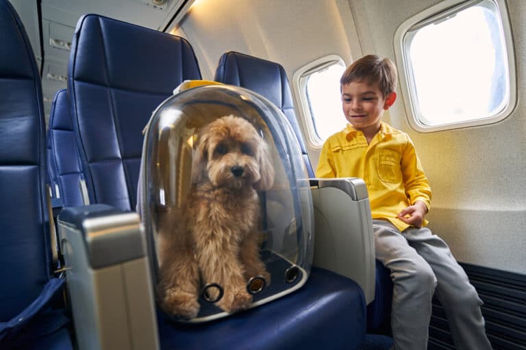 flying with pets on american airlines