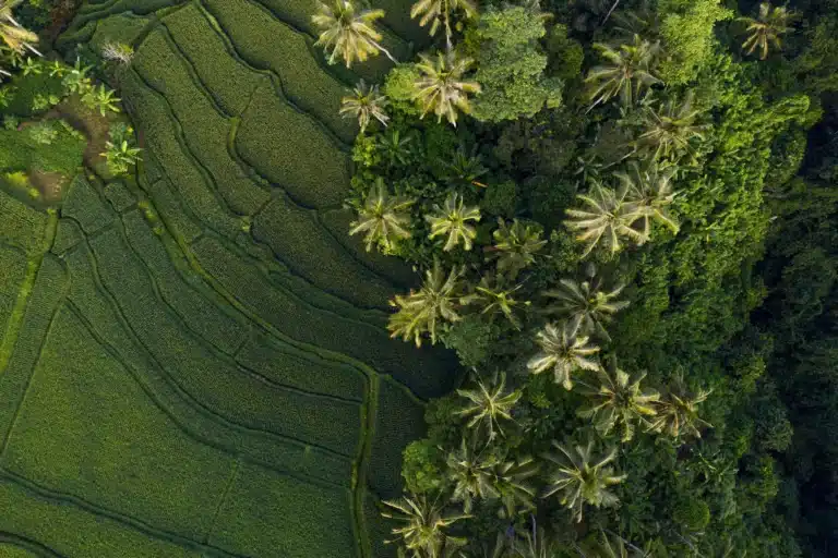 Tips for visiting ubud