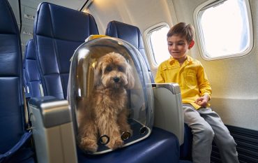 flying with pets on american airlines